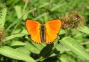 Lycaena virgaureae ©  S. Beshkov